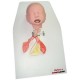 Maniquí Intubación Bebé Nasco - Envío Gratuito