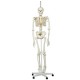 Maniquí Esqueleto fisiologico, sobre soporte rotatorio, 5 patas - Envío Gratuito