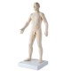 Modelo de acupuntura masculino - Envío Gratuito