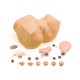 Maniquí Eva para ginecología (pelvis) - Envío Gratuito